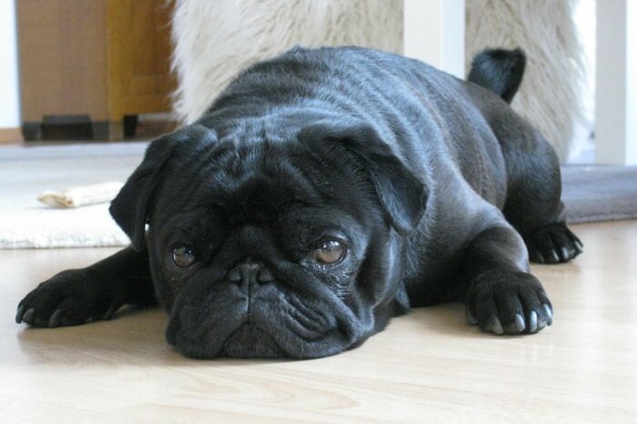 How to Calm Down a Dog During a Flight ?